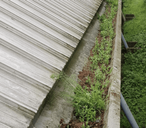 Happy customers in Stevenage who trust The Roof Moss Cleaners for gutter cleaning services